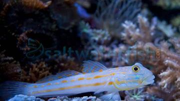 Diamond Goby Valencienna puellaris