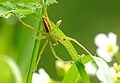 Micrommata virescens