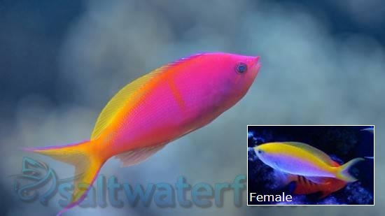 Bartlett's Anthias: Female - Central Pacific