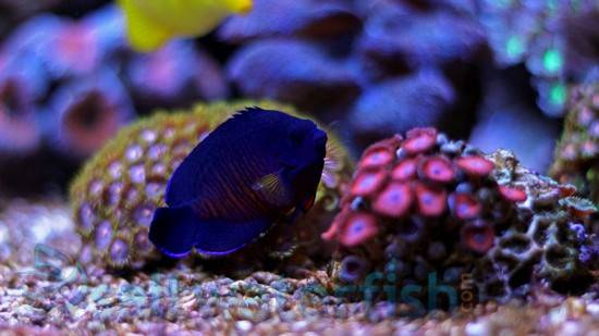 Coral Beauty Angelfish