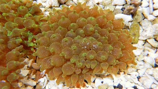 Bubble Tip Anemone - Snowflake