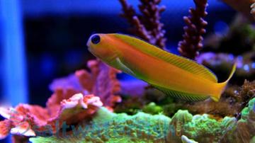 Midas Blenny: Golden - Africa