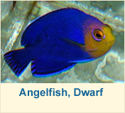 Angelfish Dwarf