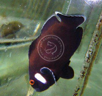 Domino Clownfish - Captive Bred