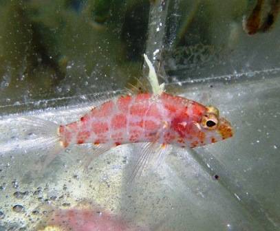 Geometric Pygmy Hawkfish