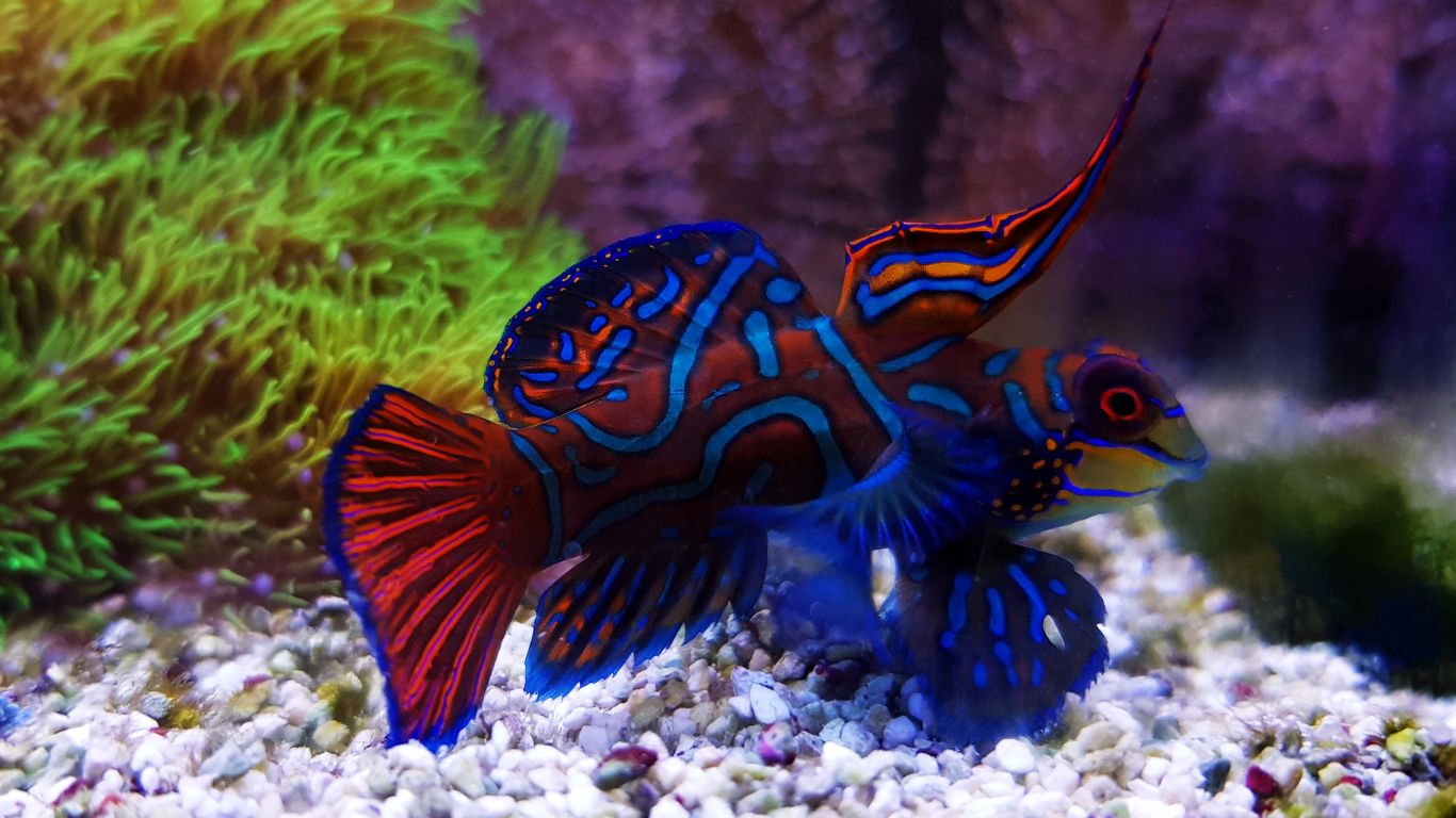 Green Mandarin Goby in a saltwater reef aquarium.