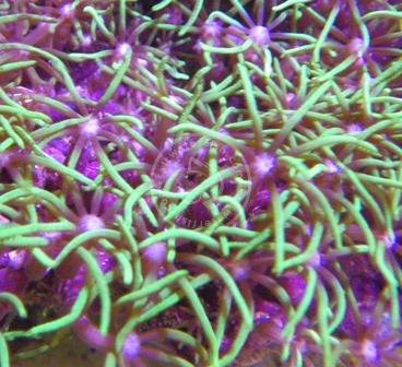 Star Polyp: Metallic Green