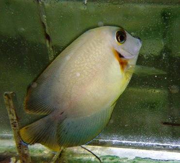 Half Black Mimic Tang