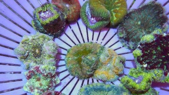 Buy from Saltwaterfish.com - Invertebrates