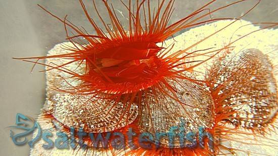 Flame Scallop