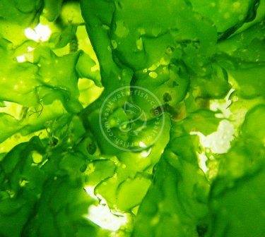 Sea Lettuce Ulva