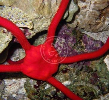 Red Serpent Starfish