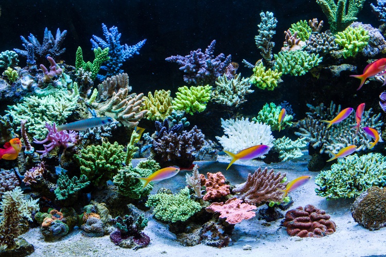 https://storage.googleapis.com/swf_static_images/reef-aquarium.jpg