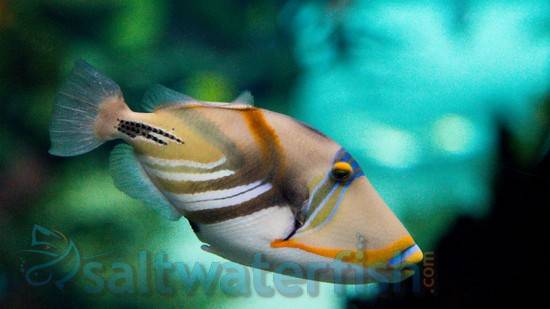 Buy from Saltwaterfish.com - Saltwater fish