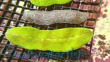 Tongue Coral: Green - Aquacultured