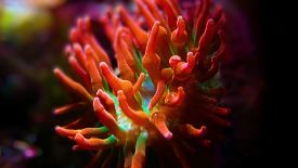 Bubble Tip Anemone is a recommended tank mate for the Twin Spot Goby