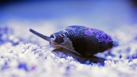 Nassarius Snail is a recommended tank mate for the Twin Spot Goby