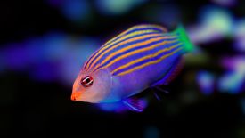 Six Line Wrasse is a recommended tank mate for the Twin Spot Goby