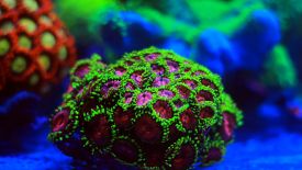 Zoanthid Coral Polyp is a recommended tank mate for the Twin Spot Goby