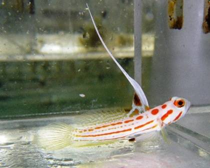 Yasha Shrimp Goby