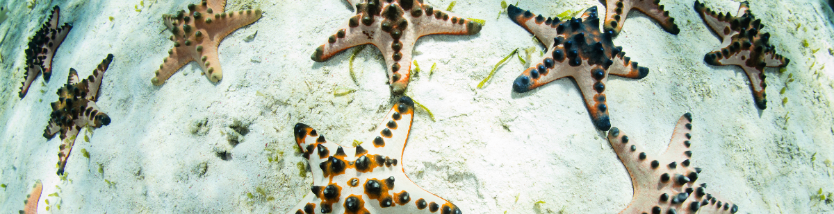 A group of Chocolate Chip Starfish Protoreastor nodosus together on the sandy bottom of an aquarium.